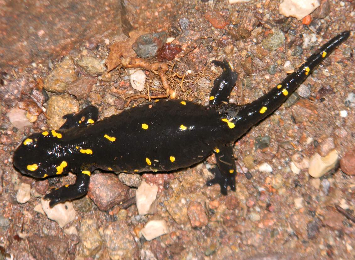 Di nuovo incinta! Salamandra salamandra